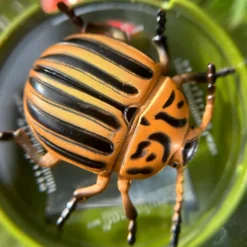 Boîte loupe triple vue Découverte du Monde